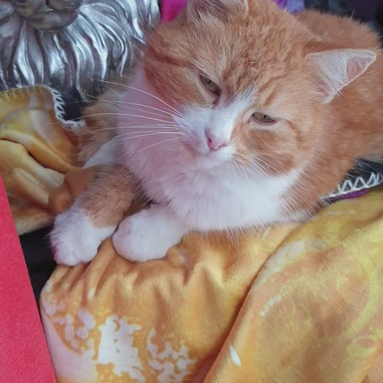 süße rote Katze mit weißem Kragen und Pfote genießt die Zeit auf der goldigen Kuscheldecke HEALING, im Hintergrund ein silberner Deko-Löwe