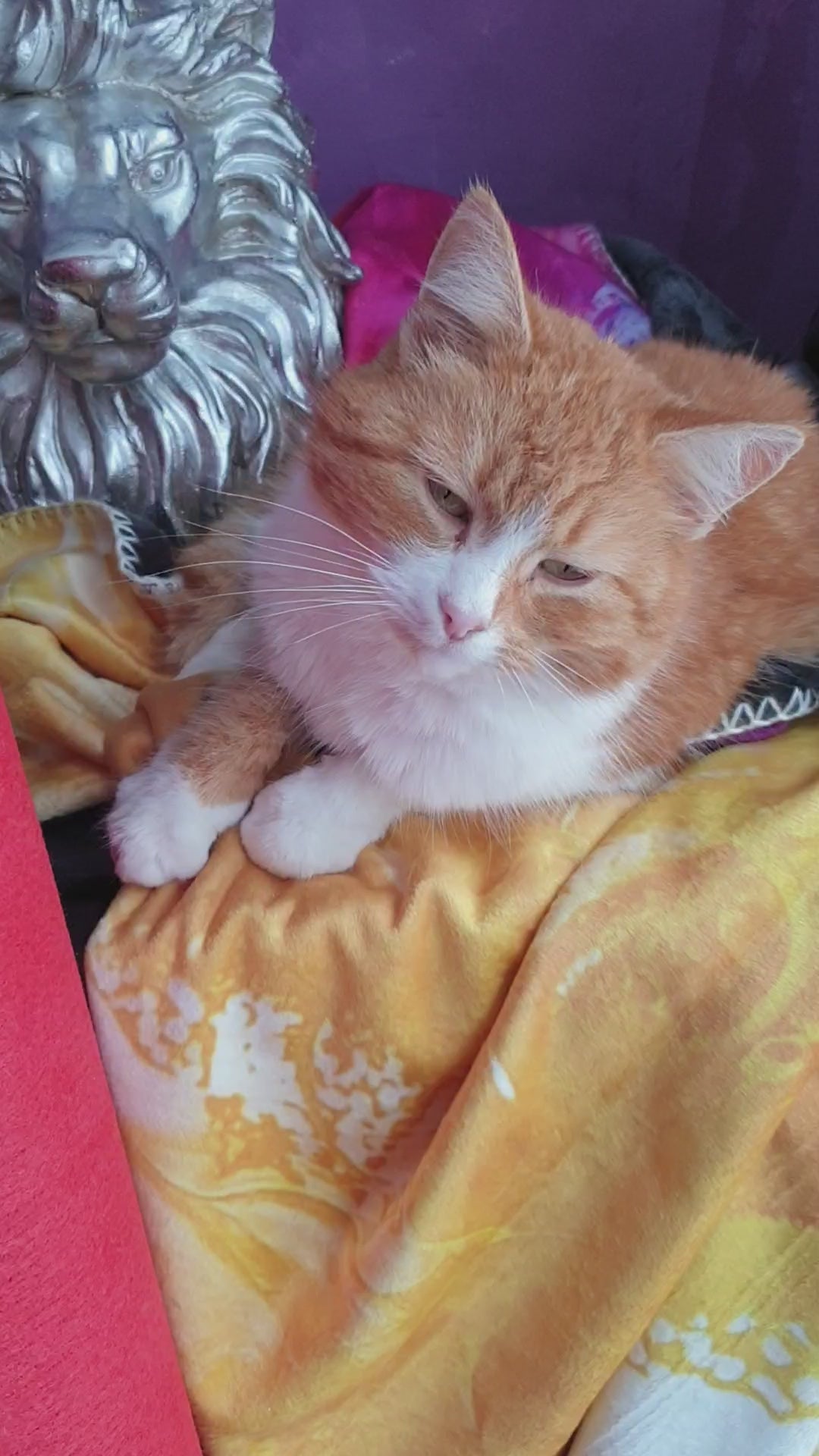 süße rote Katze mit weißem Kragen und Pfote genießt die Zeit auf der goldigen Kuscheldecke HEALING, im Hintergrund ein silberner Deko-Löwe