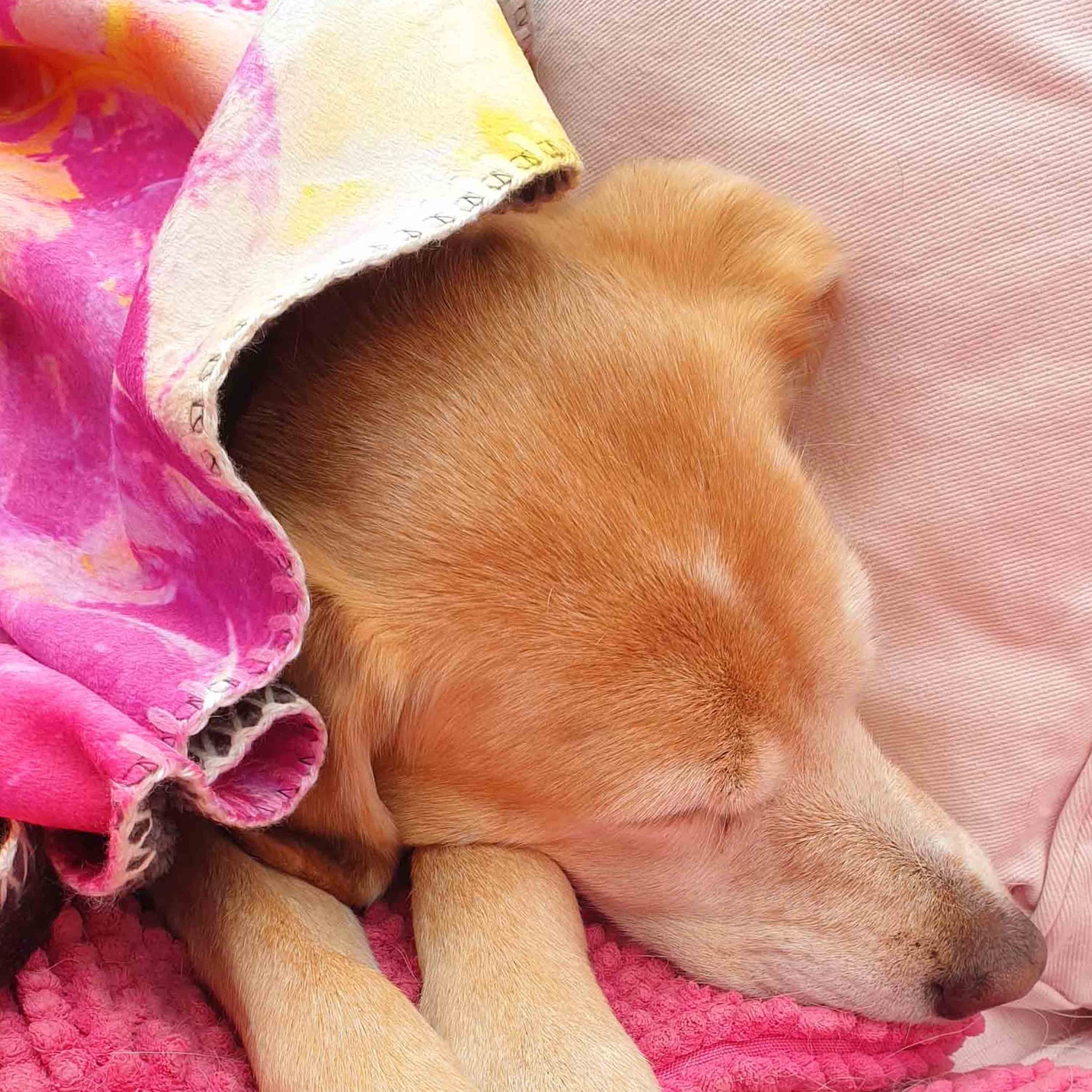 süße hellbraune Mischlingshündin schläft in pinkfarbener Kuscheldecke auf einem rosa Sofa