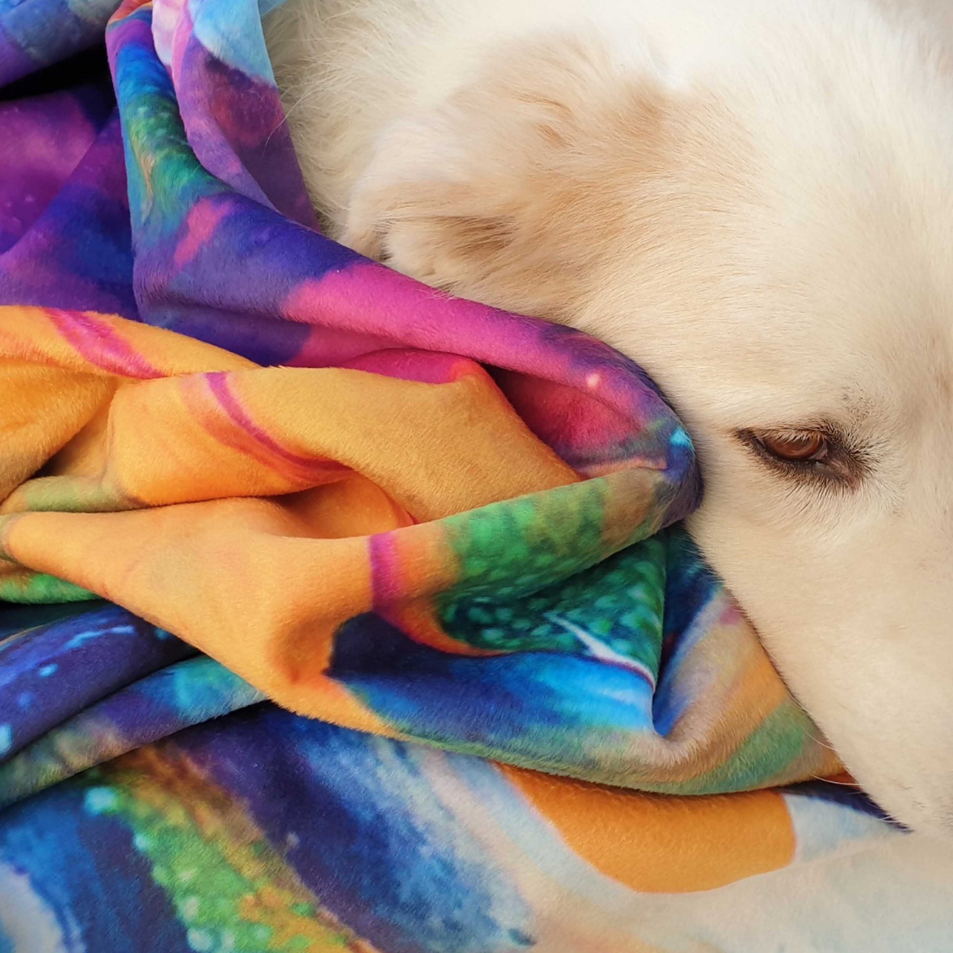 Kopf der Maremmana Hündin Liah neben ihrer kuscheligen farbenfrohen Decke